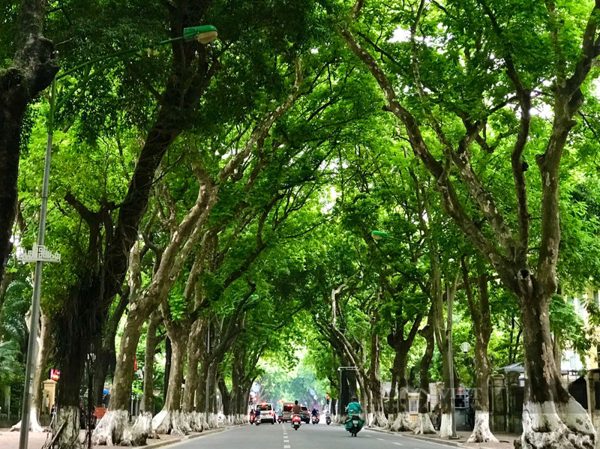 Bài học từ hoa sữa