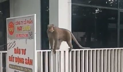 Bắn gây mê, bắt con khỉ quậy phá khu dân cư TPHCM