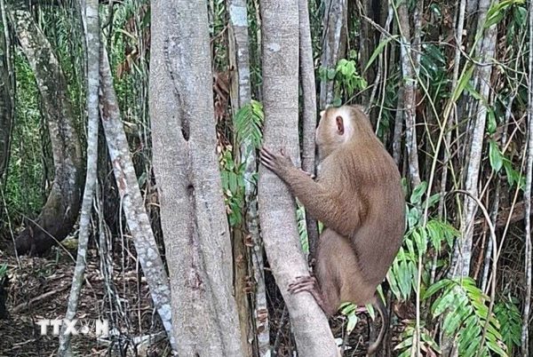 Bàn giao khỉ vàng quý hiếm về cơ sở cứu hộ ở Quảng Trị