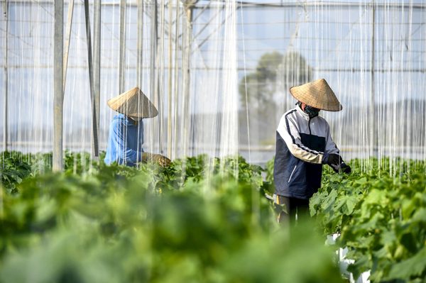 Ban hành Chuẩn chương trình đào tạo lĩnh vực sản xuất và chế biến