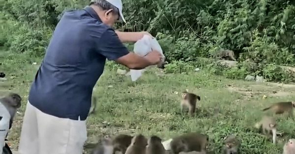 Bất chấp biển cấm, người đàn ông cho khỉ ăn rồi vứt túi ni lông xuống bãi cỏ