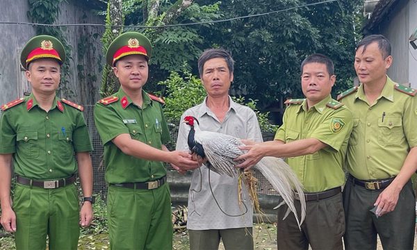 Bắt được gà lôi trắng quý hiếm khi đi rẫy