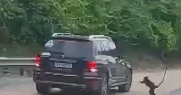 Bất ngờ voọc gáy trắng quý hiếm xuống đường, rượt theo ô tô ở Quảng Trị