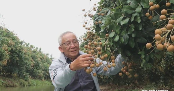 Bất ngờ vườn thanh nhãn tiêu chuẩn GlobalGAP và VietGAP của cán bộ hưu trí miền Tây