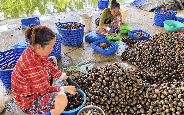 Bắt ốc bươu vàng bán tiền triệu: Có được mua bán sinh vật ngoại lai xâm hại?