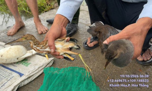 Bắt quả tang người dùng lưới tàng hình bẫy chim hoang dã