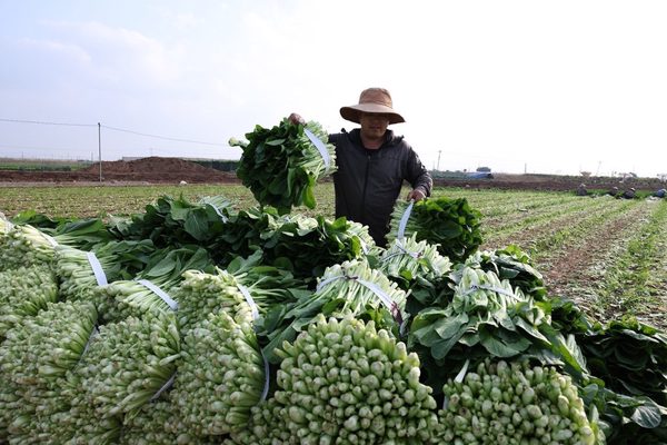 Bát Tràng: Hóa giải bài toán nông sản từ tư duy liên kết chuỗi