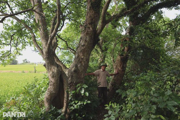 "Báu vật" làng quê, từng được trả tiền tỷ người dân quyết không bán