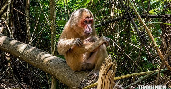 Báu vật rừng già: Rừng chở che người