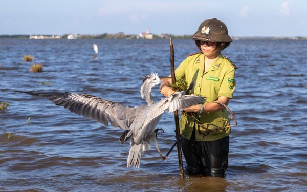Bẫy chim trời la liệt giữa đồng ngập nước, cò diệc bị khâu mắt, cột chân để làm chim mồi