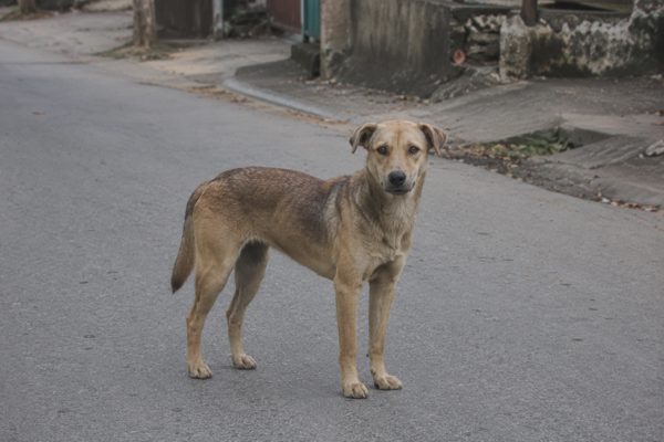 Bé gái 4 tuổi ở Đồng Tháp tử vong vì bệnh dại