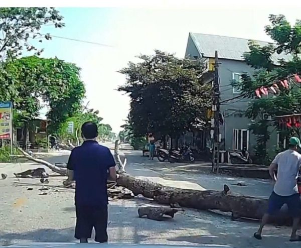 Bị cây đang cưa ven đường đổ trúng, người đi xe máy tử vong