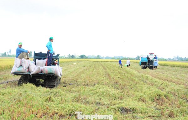 Bị doanh nghiệp nợ tiền, nông dân đòi lại lúa và ‘cầu cứu’ chính quyền