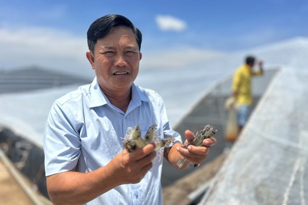 Bí quyết ‘trùm mùng’ nuôi tôm công nghệ cao, nông dân miền Tây lãi 40 tỷ/năm