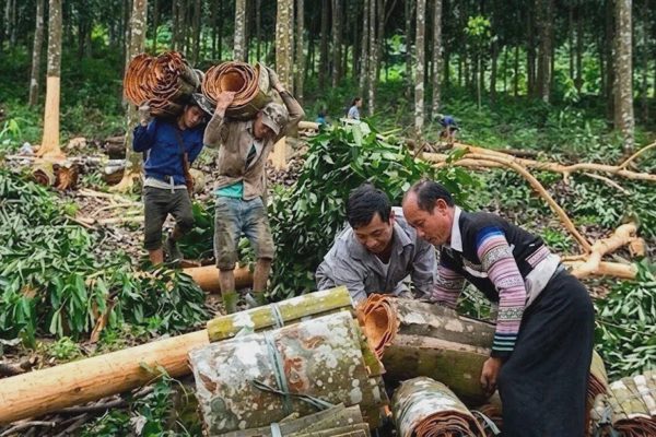 Bí thư chi bộ ở xã vùng cao với câu chuyện làm giàu từ cây "vàng xanh"