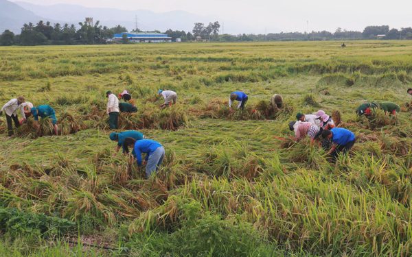 Bí thư, Chủ tịch xã ở Đà Nẵng dẫn 200 cán bộ, thanh niên đi thu hoạch lúa ngã đổ cho dân