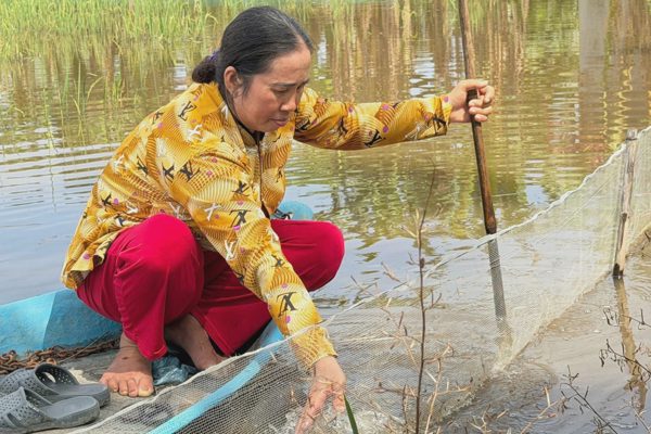 Biến đồng ngập thành “mỏ vàng”, nông dân miền Tây có thêm sinh kế