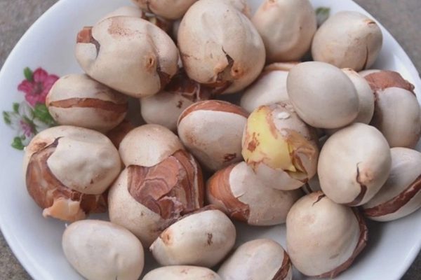 Biến hạt mít thành "siêu vật liệu", cứu tinh của đất