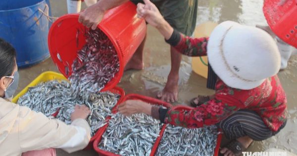 Biển lặng cuối mùa: Ngư dân Tam Xuân trúng đậm cá cơm