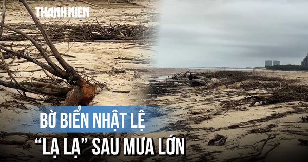 Bờ biển Nhật Lệ hóa 'bãi tập kết' củi, gỗ sau nhiều ngày mưa lớn