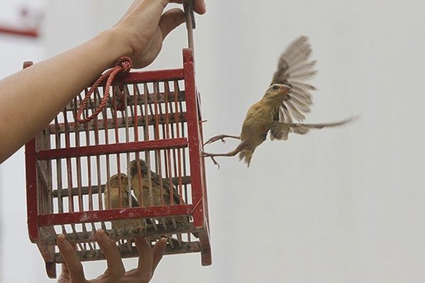 Bộ Công an: Mua động vật hoang dã để phóng sinh có thể bị xử lý hình sự