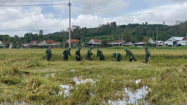 Bộ đội Biên phòng Đắk Lắk giúp dân thu hoạch lúa chạy lũ