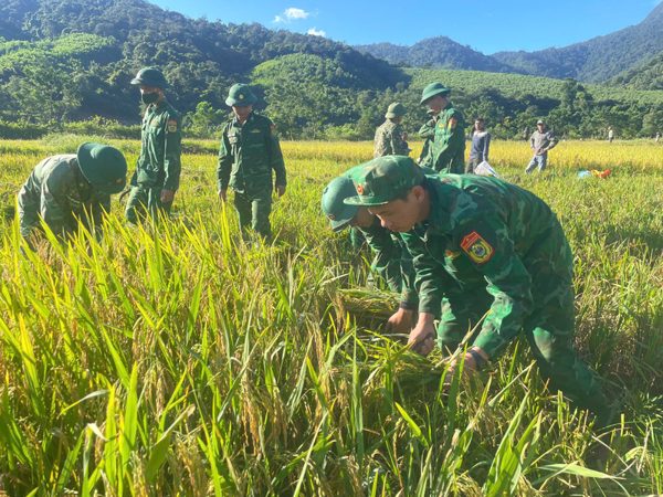 Bộ đội biên phòng xuống đồng giúp dân vùng biên gặt lúa