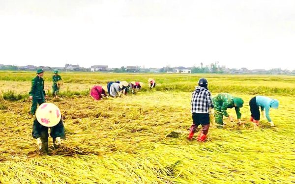 Bộ đội, công an xuống đồng giúp dân gặt lúa sau mưa lớn