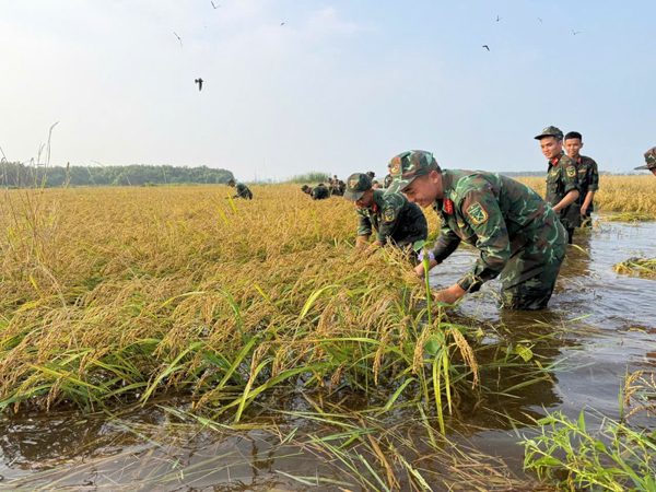 Bộ đội giúp dân gặt lúa 'chạy' lũ ở Tây Ninh