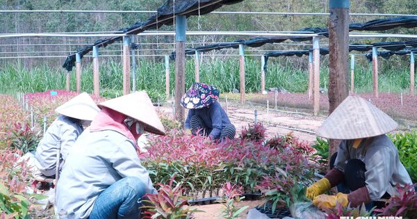 Bỏ nghề cơ khí, làm vườn ươm cây giống thu gần 20 tỉ đồng mỗi năm