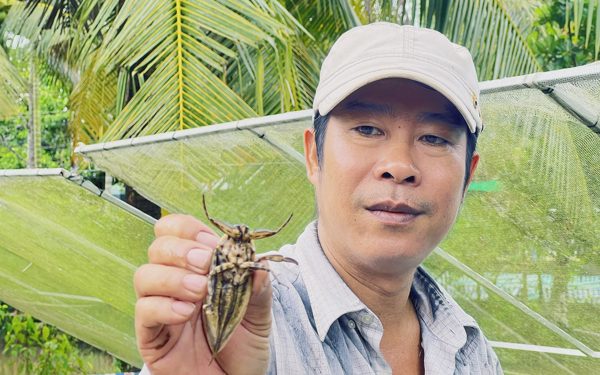Bỏ nghề hướng dẫn viên, người đàn ông về quê nuôi loài côn trùng đặc biệt, bán cả ngàn con/tháng