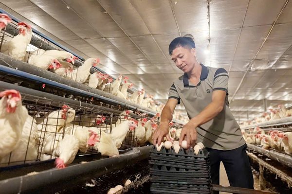 Bỏ nghề viễn thông, vợ chồng 9X nuôi gần 40.000 con gà, lãi 1 tỷ đồng/năm