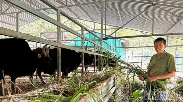 Bò tót lai ở Phước Bình: Dấu ấn đặc biệt trong bộ nhiễm sắc thể