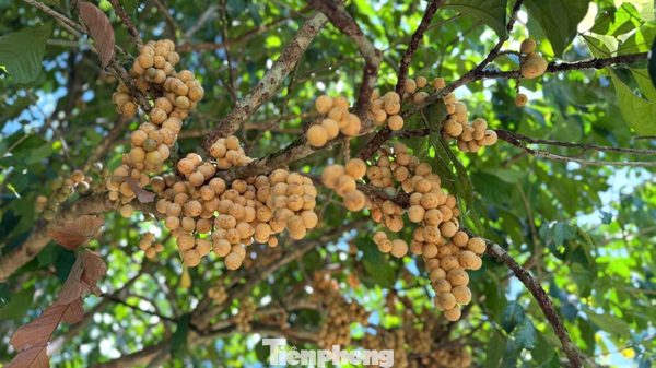 Bội thu đặc sản bòn bon 'tiến vua'