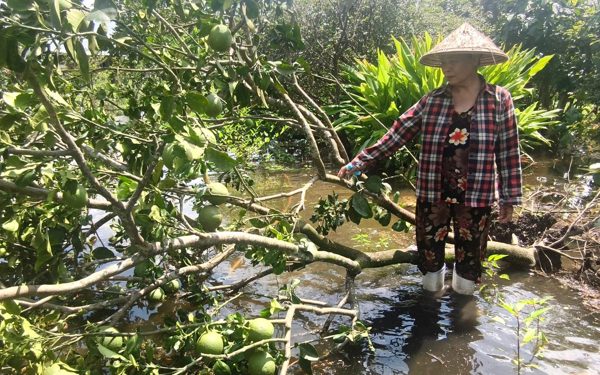 Bơm nước giải cứu nhiều vườn bưởi bị ngập ở xã Tân Vĩnh Lộc, TP.HCM