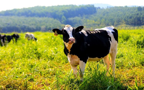 Bốn kinh nghiệm chăn nuôi bò sữa công nghệ cao được Tập đoàn TH chia sẻ với quốc tế