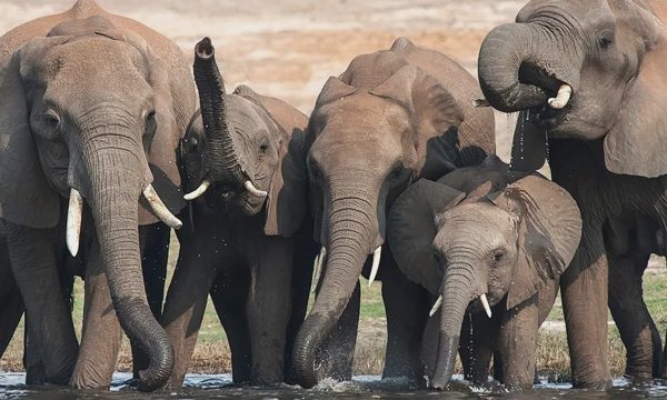 Botswana sẽ giết thịt 23 con voi mừng quốc khánh