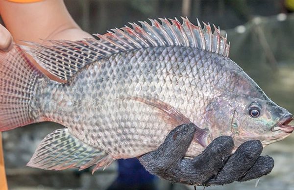 Brazil tăng mua loại cá giá rẻ của Việt Nam gấp 222 lần, Nhật Bản đưa vào sushi