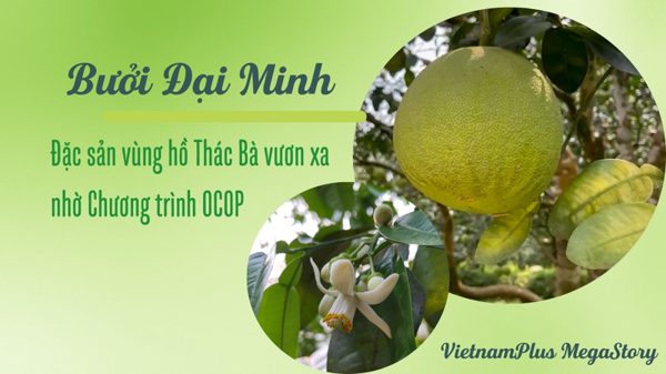 Bưởi Đại Minh - đặc sản vùng hồ Thác Bà vươn xa nhờ Chương trình OCOP