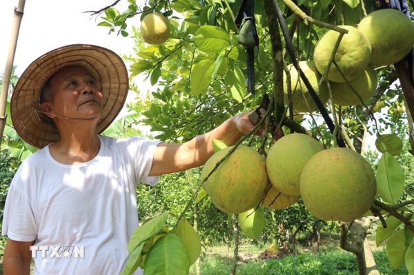 Bưởi đào Lập Lễ - Sắc hồng nhẹ nhàng tô điểm cho mùa Thu