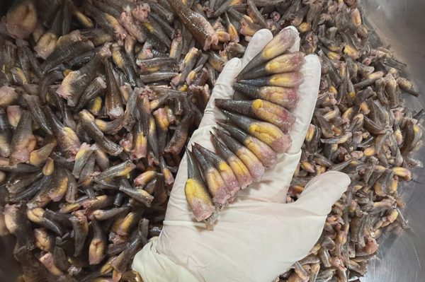 Cá bống trứng cuối mùa, giá tới 800.000/kg vẫn hút khách