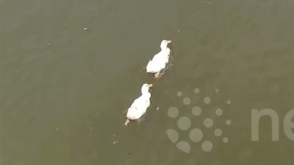 Cá chép 'hộ tống' đàn vịt