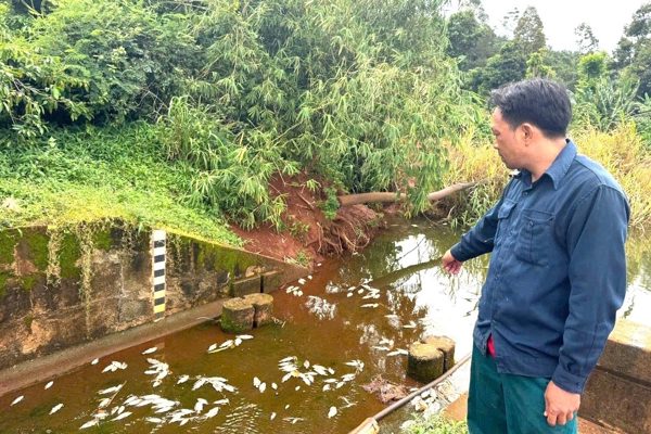 Cá chết bất thường tại hồ ở Đắk Lắk