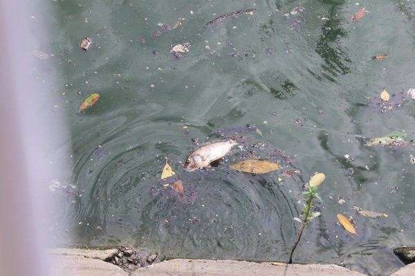 Cá chết hàng loạt ở hồ công viên Nghĩa Đô