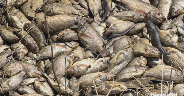 Cá chết hàng loạt trên sông Trà Khúc, bốc mùi hôi nồng nặc