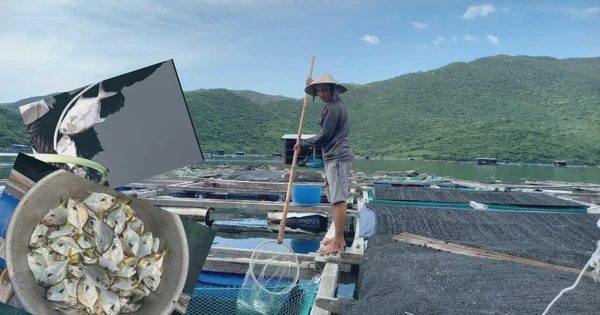 Cá chim vây vàng chết hàng loạt ở vịnh Vân Phong