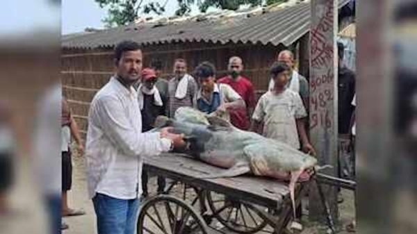 Cá lạ xuất hiện sau lũ lụt, Nepal - Ấn Độ cảnh báo người dân