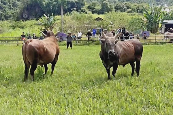 Cả làng làm cơm, chọi bò trong ngày Tết Độc lập