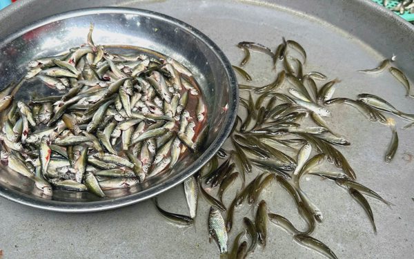 Cá linh non đầu mùa nước nổi 'lên phố' giá cao