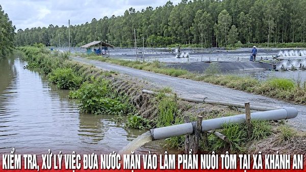 Cà Mau chỉ đạo kiểm tra dứt điểm việc đưa nước mặn vào lâm phần rừng ngọt nuôi tôm